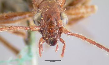 Media type: image;   Entomology 5847 Aspect: head frontal view